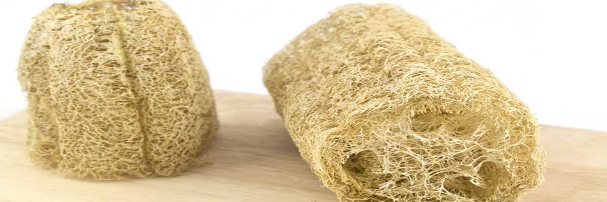 A Luffa