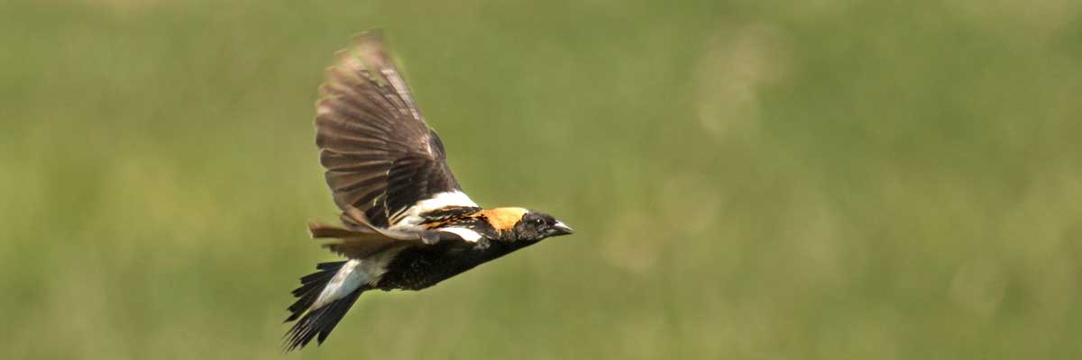 Bobolink