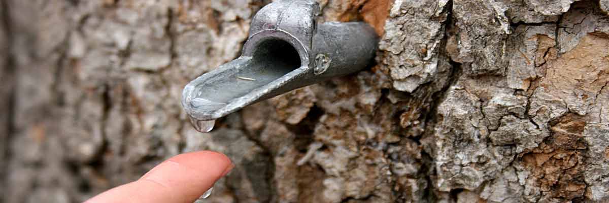 Tapping Your Maple Trees