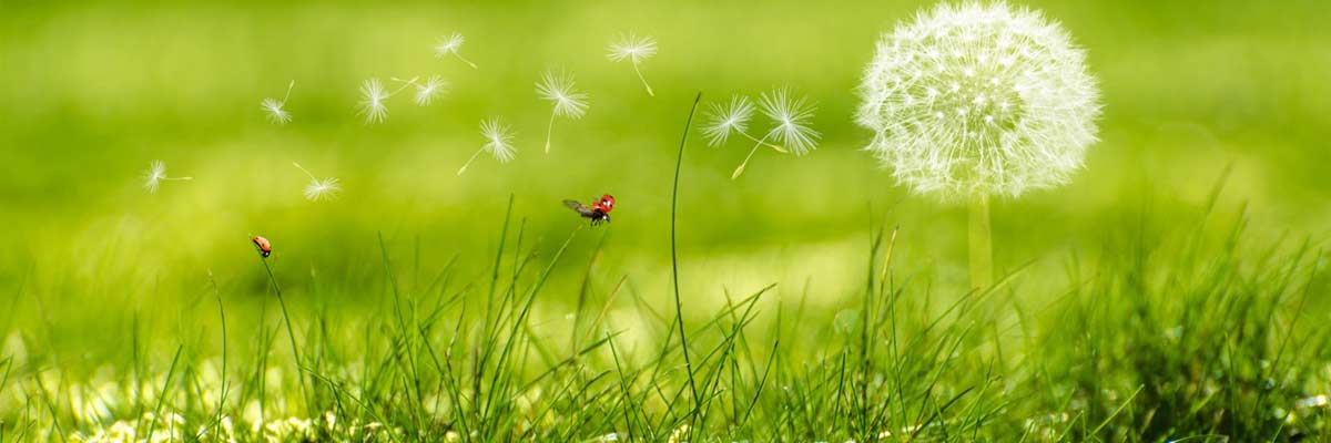 The Environment