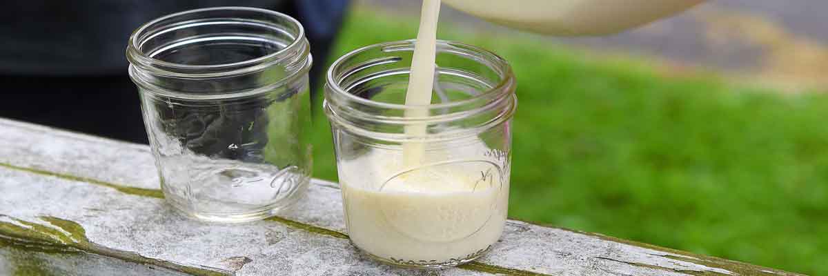 Amish Busted Over Raw Milk