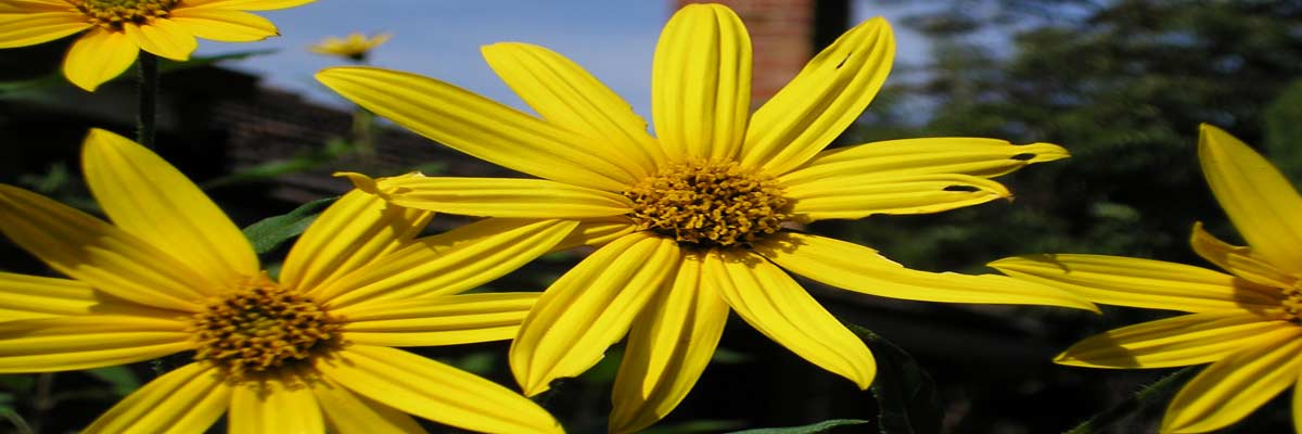 Jerusalem Artichoke