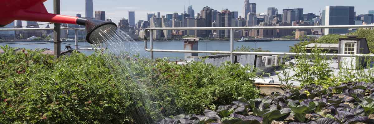 An Urban Agriculture