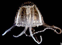 Deadly Irukandji Jellyfish